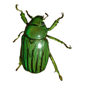 Glorious Scarab Chrysina gloriosa
