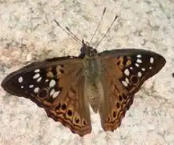 Tawny Emperor