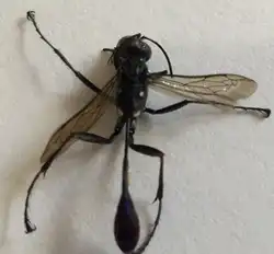 Thread-waisted Wasp