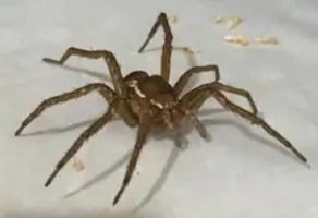 Spider - random and unidentified