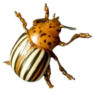False Potato Beetle