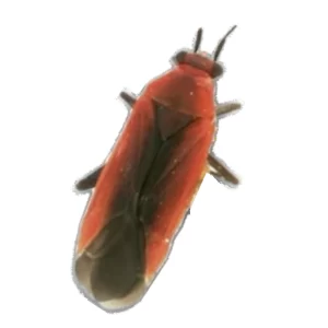 Phlox Plant Bug - Lopidae sp.