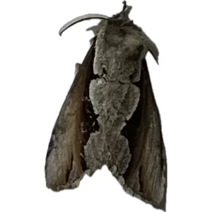 Nerice-bidentata Double