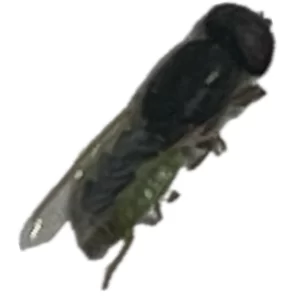 Soldier Fly - Odontomyia sp.