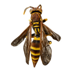 Paper Wasp Polistes sp.