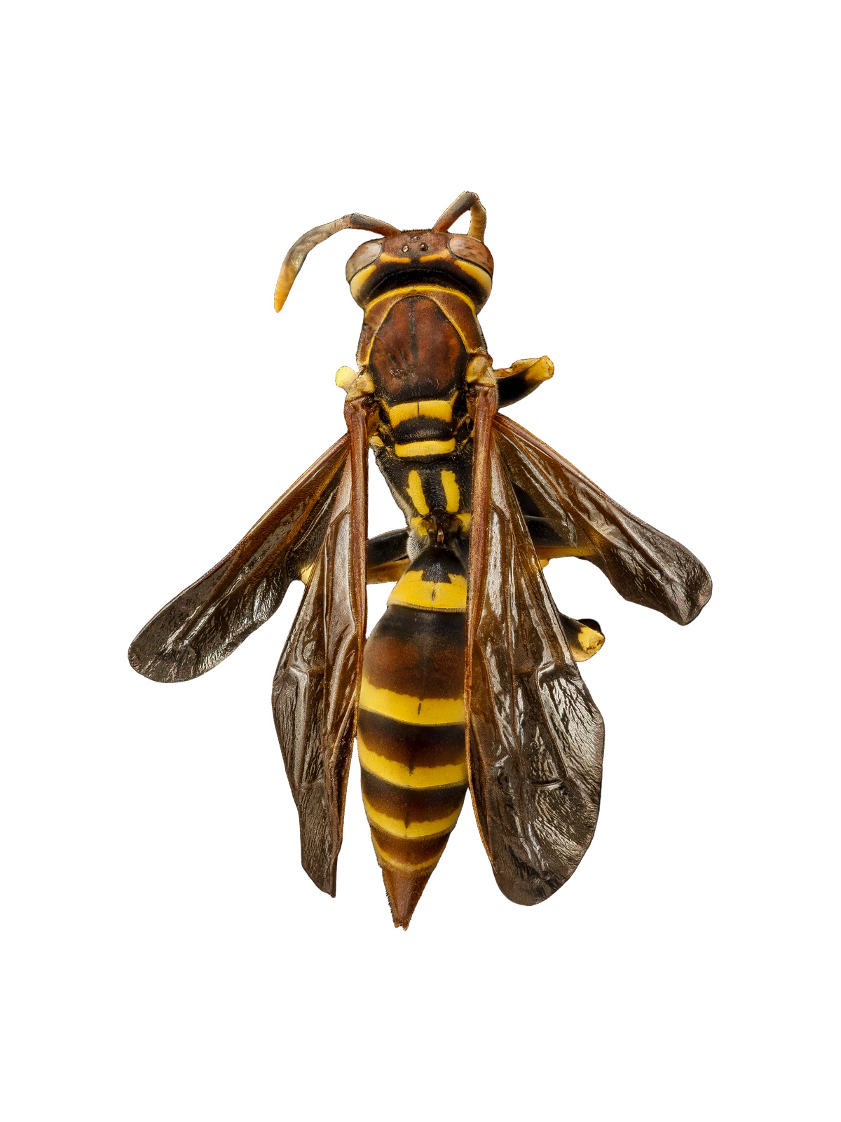 Paper Wasp Polistes sp.