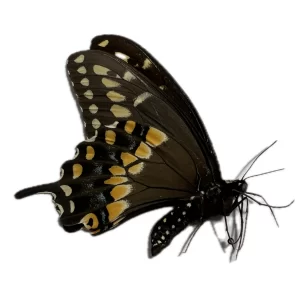 Papilio polyxenes - Black Swallowtail