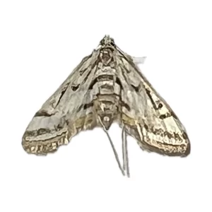 Parapoynx badiusalis