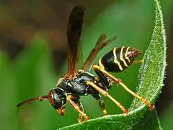 Paper Wasp