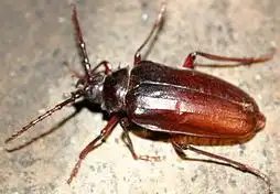 Brown Prionid
