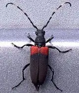 Red-shouldered Pine Borer (Stictoleptura canadensis)