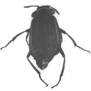 Red-lined Carrion Beetle