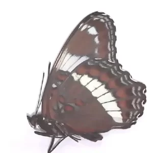 White Admiral