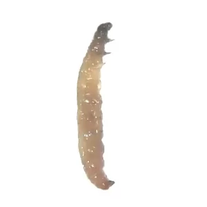 Indian Meal Moth larva