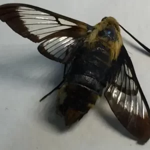 Snowberry Clearwing