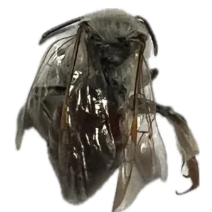 Sphecodes - Blood Bee