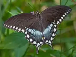 Spicebush Swallowtail - damaged