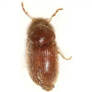 Drugstore Beetle