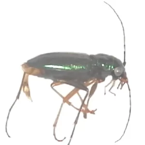 Virginia Metallic Tiger Beetle