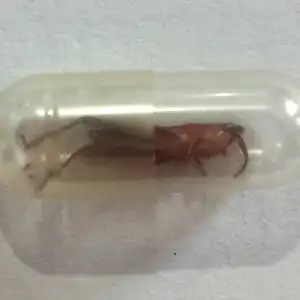 Short-horned Grasshopper - nymph