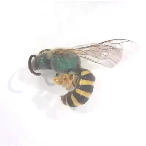 Bicolored Striped Sweat Bee