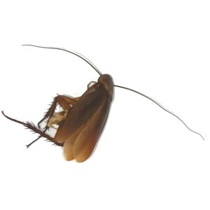 Wood Cockroach