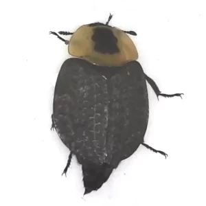 American Carrion Beetle
