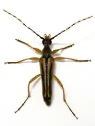 Flower Longhorn Beetle