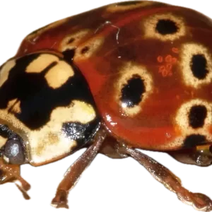 Eye-spotted Beetle