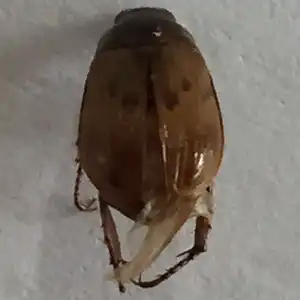 Chafer