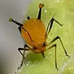 Milkweed Aphid