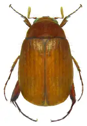 Asiatic Garden Beetle