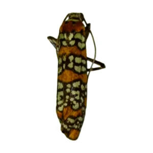 Ailanthus Webworm Moth (Atteva aurea)