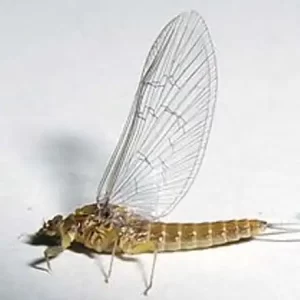 Small Minnow Mayfly