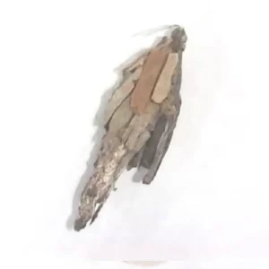 Bagworm Moth - larva and casing