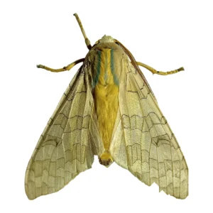 Banded Tussock Moth, Halysidota tessellaris