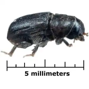 Spruce Beetle
