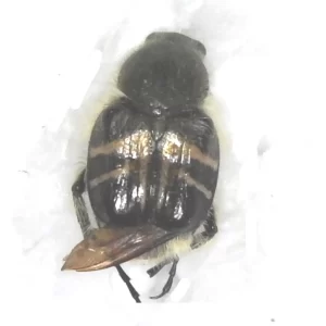 Bee Mimic Flower Scarab