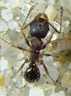 Big-headed Ant