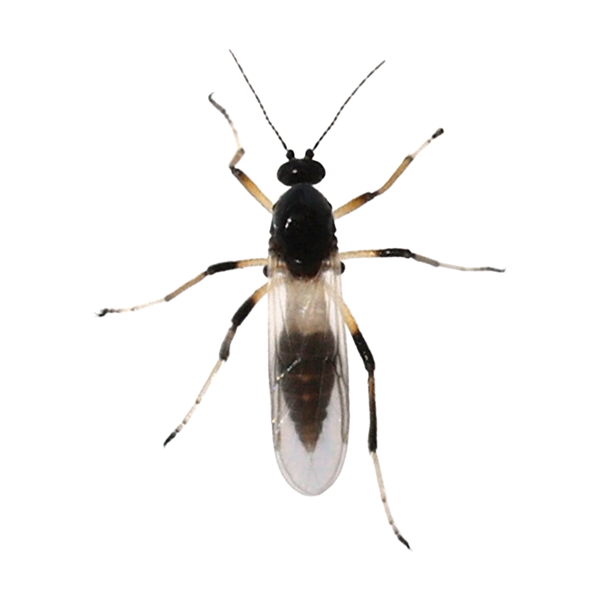 Biting Midge (Ceratopogonidae-1)