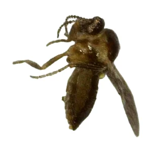 Biting Midge (Ceratopogonidae-1)
