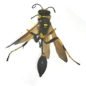 Yellow-legged Mud-dauber