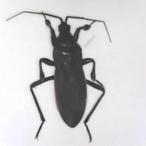 Black Corsair Assassin Bug