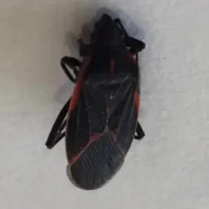 Eastern Boxelder Bug