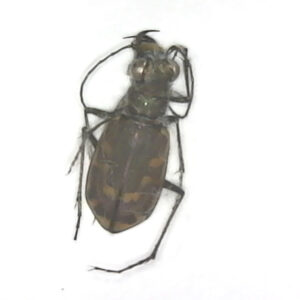 Bronzed Tiger Beetle