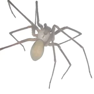 Brown Recluse Spider