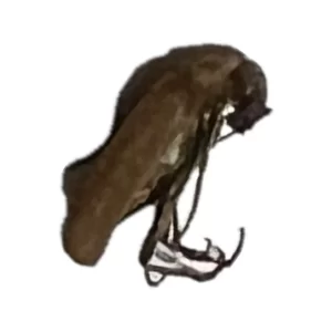 Brown Blister Beetle