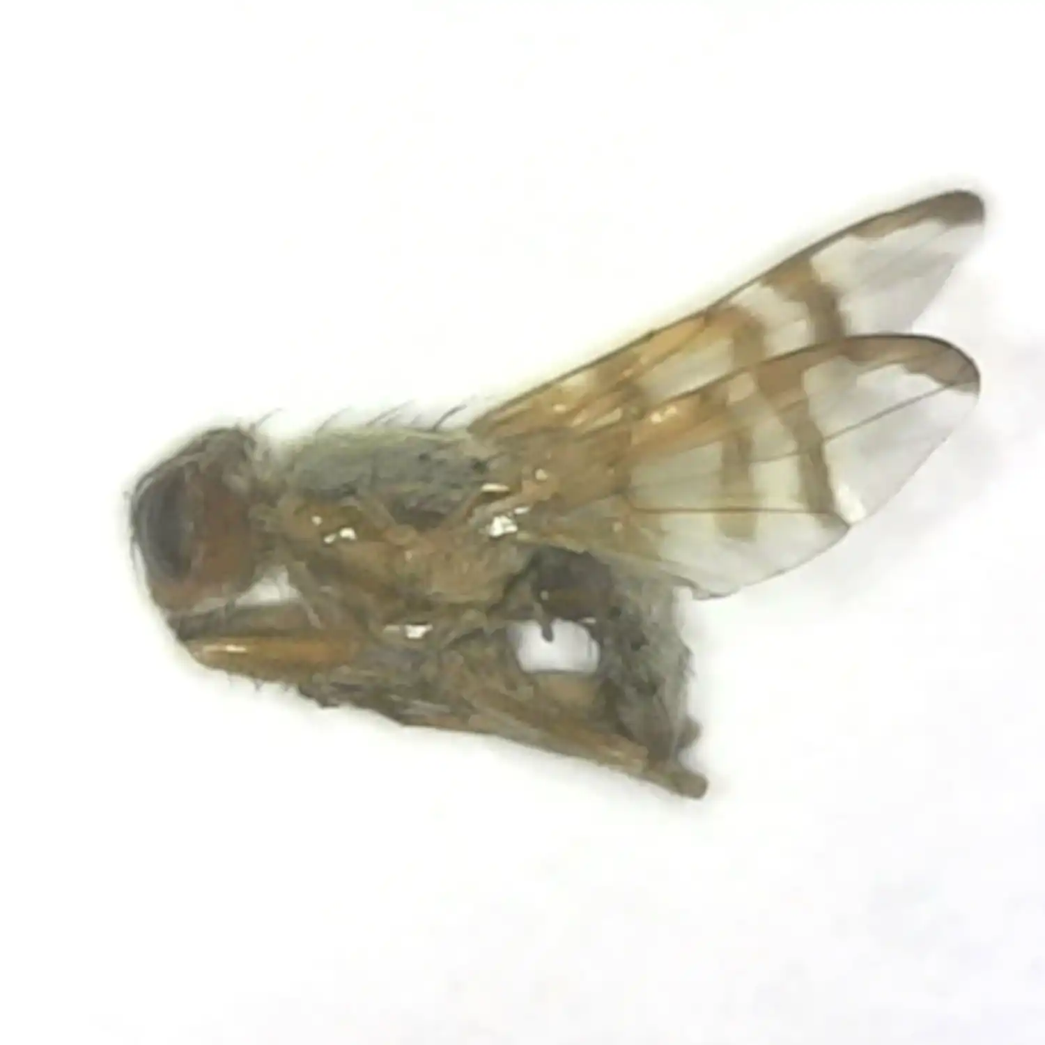 Bull Thistle Gall Fly - Insects4Sale.com