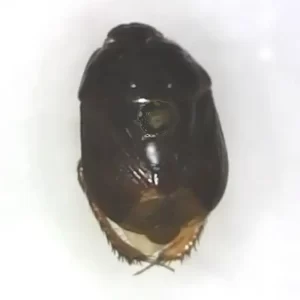 Burrowing Bug