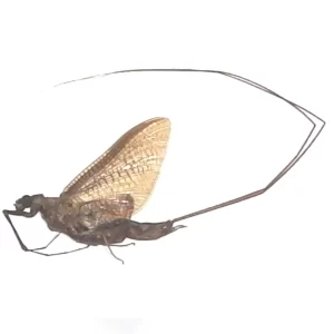 Burrower Mayfly